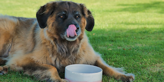 Gentle Dog Food